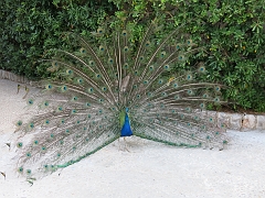 LOKRUM - Paons (5)